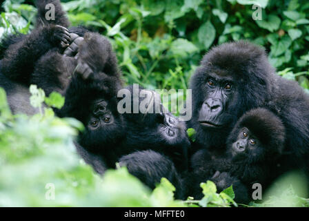 MOUNTAIN GORILLA Gorilla beringei beringei mit Silverback in Familie Gruppe Stockfoto
