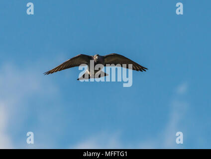 Ein Schuss eines freilebende Stadttaubenpopulationen in die Kamera fliegen mit einem blauen Himmel hinter sich. Stockfoto