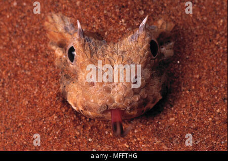 Gehörnte PUFF ADDER in Sand Bitis caudalis durch aride Gebiete von South West Afrika verteilt. Stockfoto