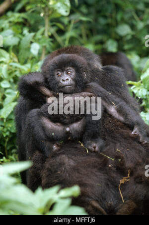 Junge MOUNTAIN GORILLA Gorilla beringei beringei wird auf dem Rücken der Mutter gefährdeten Unterart durchgeführt. Stockfoto