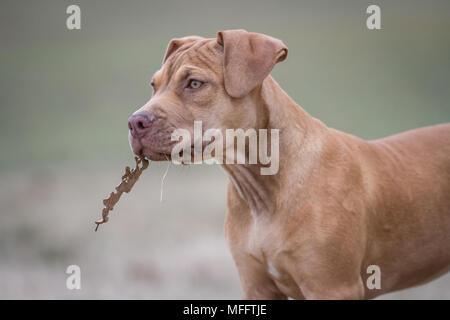 Die Pit Bulldog Welpen Stockfoto