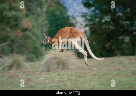 Rote Känguru Macropus rufus bounding Australien Stockfoto