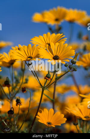 NAMAQUALAND DAISY Dimorphotheca sinuata Gruppe in Blume im Südlichen Afrika Stockfoto