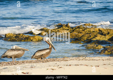 Zwei seevögel am Rande eines Strand mit Felsen und Wasser im Hintergrund Stockfoto