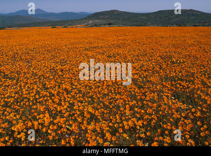 ORANGE MOUNTAIN GÄNSEBLÜMCHEN Ursinia cakilefolia Masse blühen im Feld Skilpad Wildflower finden, Südafrika Stockfoto