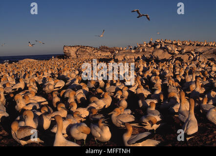 Kaptölpel große Kolonie Sula capensis Bird Island, an der Westküste des südlichen Afrika Stockfoto