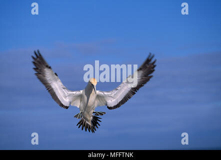 Kaptölpel Sula capensis an Bird Island, Südafrika. Stockfoto