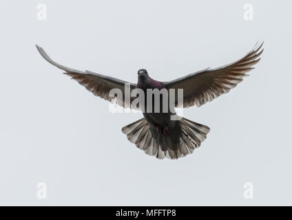 Ein Schuss eines freilebende Stadttaubenpopulationen durch einen grauen Himmel fliegen. Stockfoto