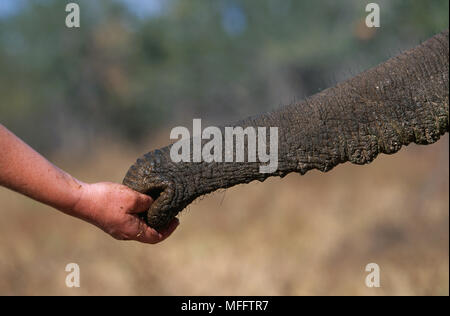 Die menschliche Hand und Elephant Trunk Loxodonta africana Interaktion (domestizierte Afrikanische Elefant) Stockfoto