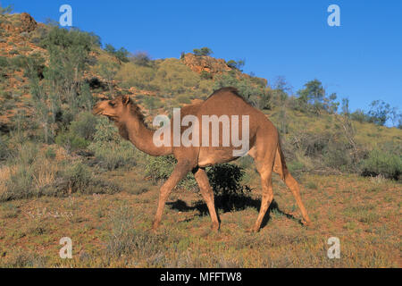 Dromedar kamel Camelus dromedarius Feral eingeführt, um Australien, nun weit verbreitet in den Wilden Stockfoto