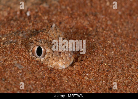 NAMAQUA ZWERG ADDIERER Bitis schneideri im Sand der Namib Wüste, Namibia gefährdete Arten getarnt Stockfoto