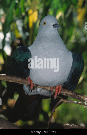 Grüne IMPERIAL PIGEON Ducula aenea Südostasien Stockfoto