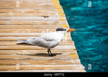 Sea Bird auf einem Pier in der Karibik Insel Cozumel, Mexiko Stockfoto