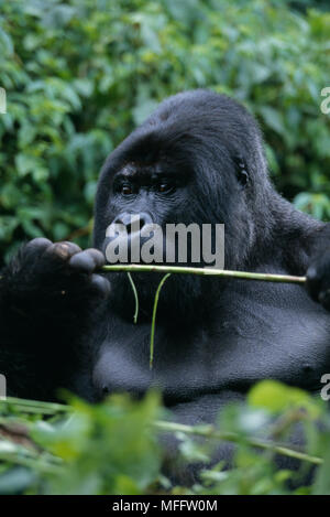 MOUNTAIN GORILLA Gorilla beringei beringei Fütterung (Stamm - Peeling) Stockfoto