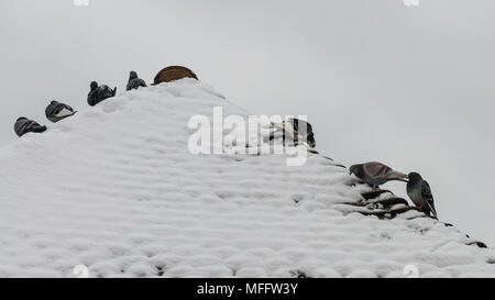 Ein Schuss von Einige verwilderte Tauben sitzen auf einem schneebedeckten Dach. Stockfoto