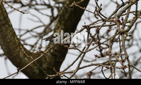 Ein Schuss eines weiblichen Siskin thront in einem Baum. Stockfoto