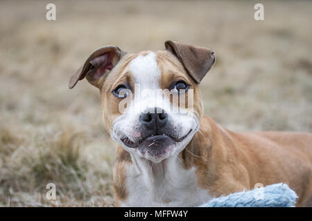 Bulldog-Hündchen beim Kauen Stockfoto