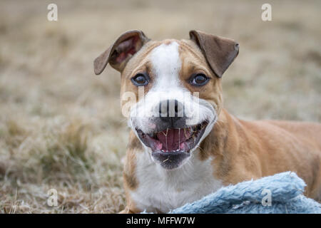 Bulldog-Hündchen beim Kauen Stockfoto