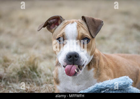 Bulldog-Hündchen beim Kauen Stockfoto