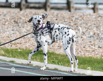 Große schwarz-weiß gefleckte Dalmatiner Hund steht in Großbritannien. Stockfoto