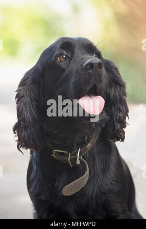 Portrait von English Cocker Spaniel hund an der Inhaber mit einer Frage suchen Stockfoto