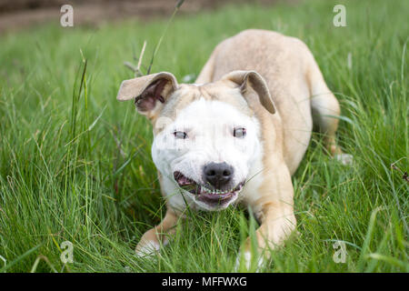 Junge Bulldogge Typ Hund Kauen Stockfoto