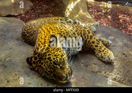 Katze liegend auf einem Felsen des tropischen Mittelamerika Regenwald Stockfoto