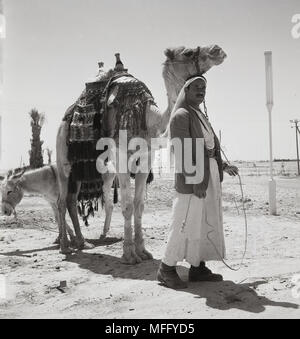 Ein arabischer Mann und seine weiße Esel in den Heiligen Ölberg in Ost Jerusalem Stockfotografie