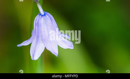 Eine Makroaufnahme eines einzigen spanischen Bluebell blühen. Stockfoto