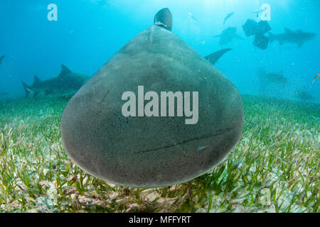 Big Head, Tiger Shark, Galeocerdo cuvier vor der Kamera, nördlichen Bahamas, Karibik, Atlantik Stockfoto