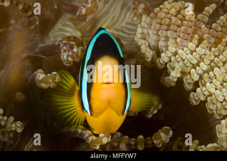 Gelb - Schwanz, anemonenfischen Amphiprion sebae, Malediven, Indischer Ozean Stockfoto