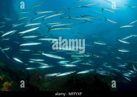 Schwarm von Barracuda, Sphyraena sphyraena, Insel Ischia, Italien, Tyrrhenische Meer, Mittelmeer Stockfoto