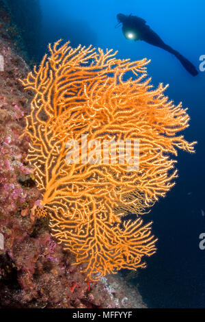 Scuba Diver und gelben Gorgonien, Eunicella cavolini, Insel Ischia, Italien, Tyrrhenische Meer, Mittelmeer Stockfoto