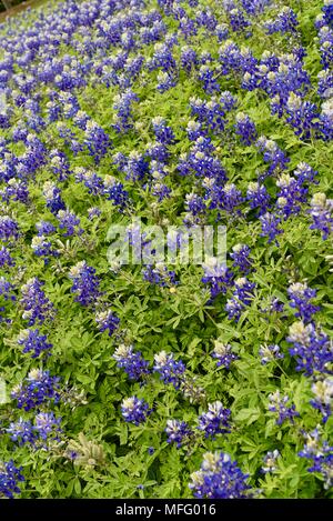 Für den Frühling von Texas Bluebonnets (State Flower von Texas) wild wachsen in Texas Hill Country, Fredericksburg, Texas, USA. Stockfoto