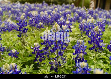 Für den Frühling von Texas Bluebonnets (State Flower von Texas) im Vorgarten des Hauses im historischen Stadtteil Fredericksburg, Texas, USA wächst. Stockfoto