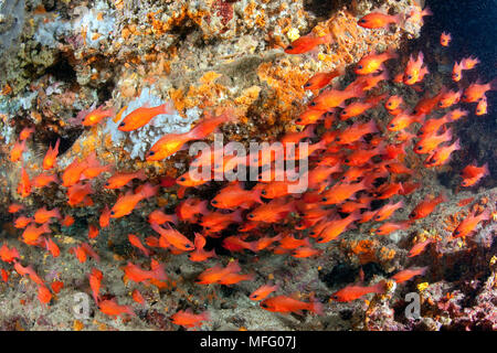 Shoal von Kardinal Fisch, Apogon imberbis, Insel Ischia, Italien, Tyrrhenische Meer, Mittelmeer Stockfoto