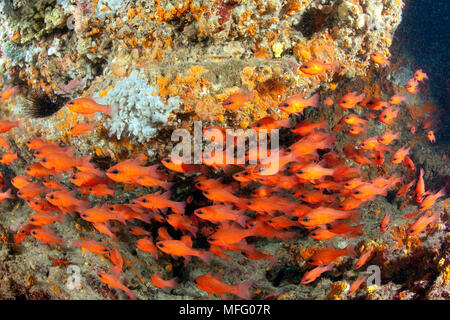 Shoal von Kardinal Fisch, Apogon imberbis, Insel Ischia, Italien, Tyrrhenische Meer, Mittelmeer Stockfoto