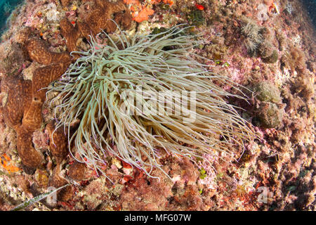 Snakelocks Anemone, Anemonia viridis, ehemals A. sulcata, Insel Ischia, Italien, Tyrrhenische Meer, Mittelmeer Stockfoto