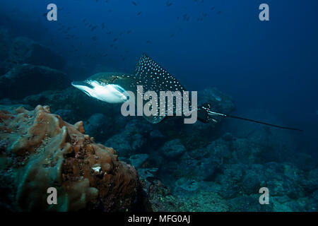 Eagle Ray, Aetobatus narinari, Galapagos Inseln, UNESCO Weltnaturerbe, Ecuador, Ost Pazifik Stockfoto