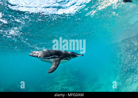 Galapagos Penguin, Spheniscus mendiculus, Gefährdete (IUCN), Bartholomé Island, Galapagos Inseln, UNESCO Weltnaturerbe, Ecuador, Osten P Stockfoto