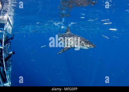 Scuba Diver fotografieren aus einem Käfig weißer Hai, Carcharodon Carcharias, anfällig (IUCN), Pazifischen Ozean Insel Guadalupe, Mexiko, Stockfoto