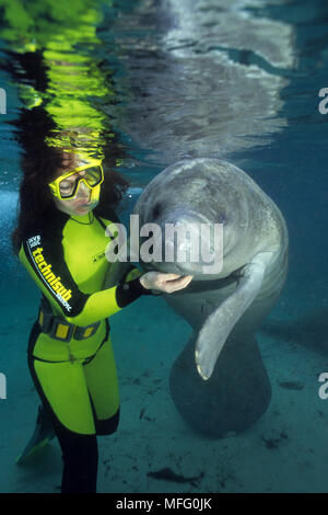 Schnorchler mit Florida Manatee, Trichechus Manatus latirostris, einer Unterart der West Indian Manatee, Crystal River, Florida, Usa Stockfoto