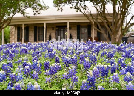 Für den Frühling von Texas Bluebonnets (State Flower von Texas) im Vorgarten des Hauses im historischen Stadtteil Fredericksburg, Texas, USA wächst. Stockfoto