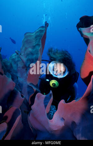 Scuba Diver und Elephant ear Schwamm, Ianthella Basta, Walindi, West New Britain, Papua Neu Guinea, Pazifischer Ozean Stockfoto