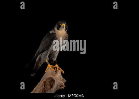 Peregrine falcon Stockfoto