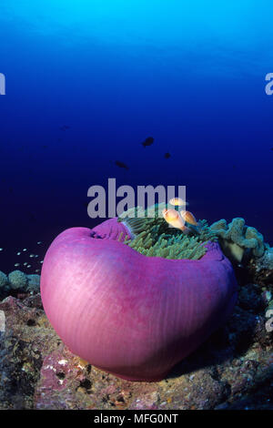 Paar Rosa Anemonenfischen in einem geschlossenen Anemone, Amphiprion perideraion, Walindi, West New Britain, Papua Neu Guinea, Pazifischer Ozean Stockfoto