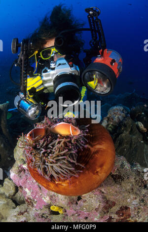 Scuba Diver Fotos paar Rosa Anemonenfischen in einem geschlossenen Anemone, Amphiprion perideraion, Walindi, West New Britain, Papua Neuguinea, Pacific O Stockfoto