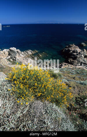 Spanische Ginster, Spartium junceum oder Genista juncea, Panoramablick mit Insel Korsika im backgroun vor Santa Teresa, Santa Teresa, Sardini Stockfoto