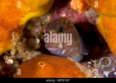 Lady Musgrave blenny, Cirripectes chelomatus, Tauchplatz: Fenster, buh Insel, Raja Ampat, Irian Jaya, West Papua, Indonesien, Pazifischer Ozean Stockfoto