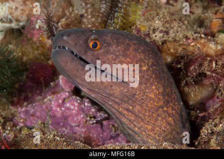 Yellowmargin Moray, Gymnothorax flavimarginatus, Tauchplatz: C. verrückt, Insel Waigeo, Raja Ampat, Irian Jaya, West Papua, Indonesien, Pazifischer Ozean Stockfoto